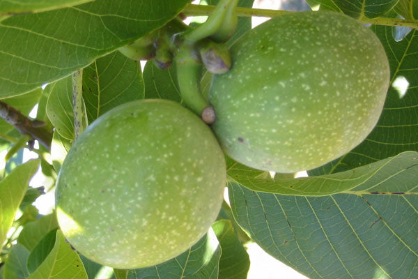 Noyer MANREGION - Juglans
