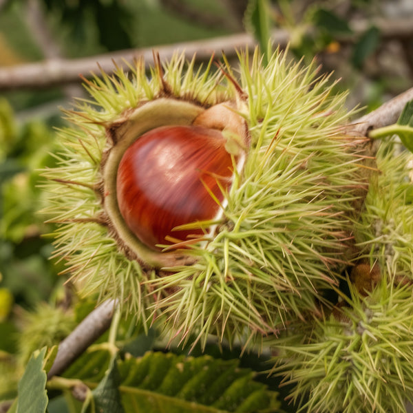 Châtaignier 'MARAVAL'  AUTOFERTILE