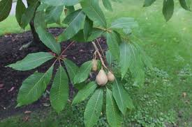 Maronnier hybride  Aesculus x woerlitzensis