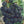 Mûre TRIPLE CROWN Rubus Fruticosus