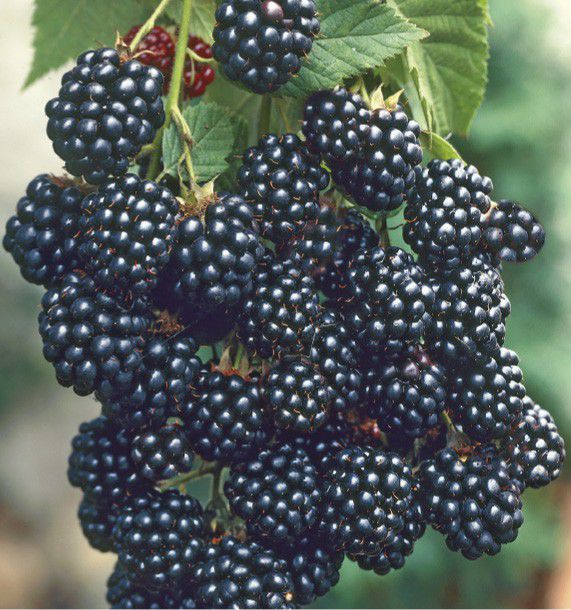 Mûre TRIPLE CROWN Rubus Fruticosus