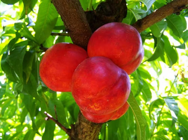 Nectarine 'Independence' SEMI-NAIN (BAILEY)