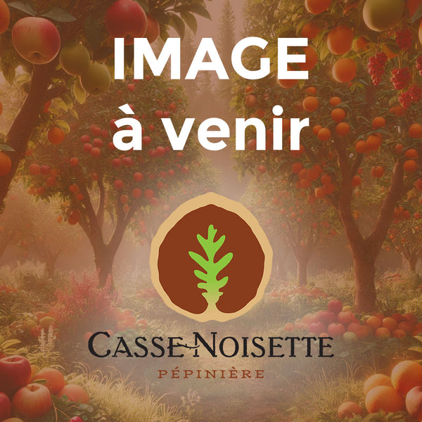 Pommier mystère