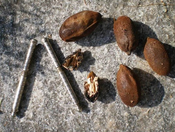 Semences de noyer cendré pour vos semis