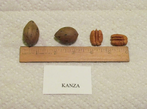 Semis de pacanier Kanza