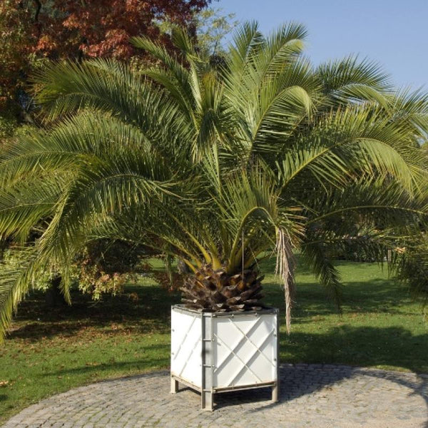 Phoenix Canariensis- Palmier datier des Canaries