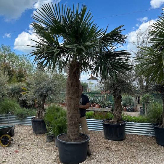 Trachycarpus Fortunei palmier de Chine