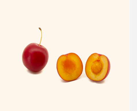 Prunier hybride américain PATTERSON'S PRIDE semi-nain (MUSTANG)