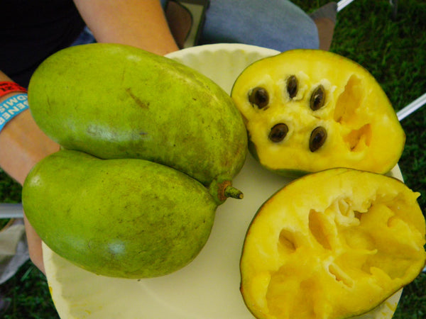 Asiminier trilobé (SEMIS variété sélecte ontario), Asimina triloba