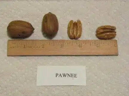 Semis de pacanier Pawnee