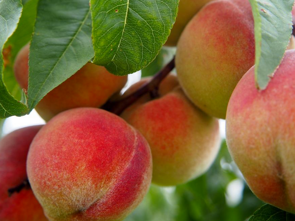 Pêcher FLAMIN' FURY PF 24C semi-nain (BAILEY)