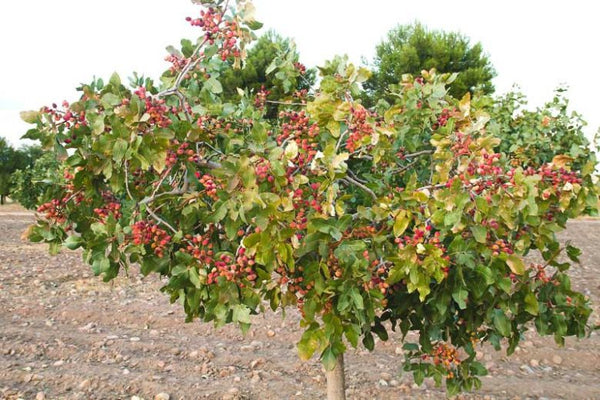 Semis de Pistacia Vera