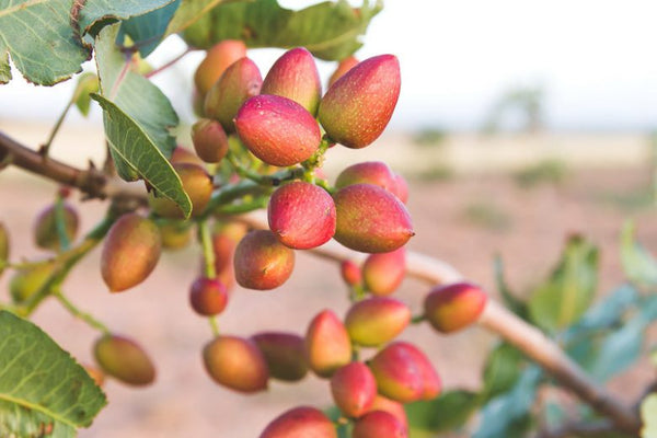 Semis de Pistacia Vera