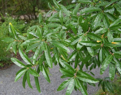 Chêne à feuille de Saule Quercus Phellos