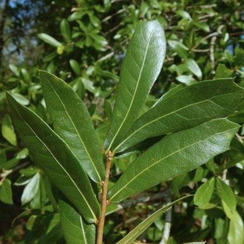 Chêne de Darlington Quercus hemisphaerica