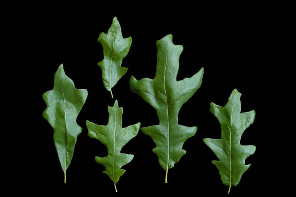 Chêne Lyré (Quercus lyrata)