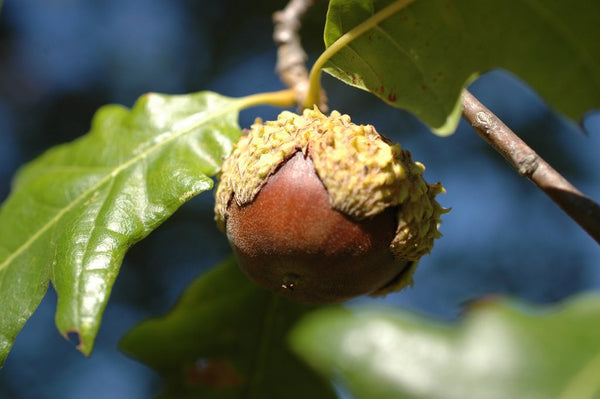 Chêne Lyré (Quercus lyrata)