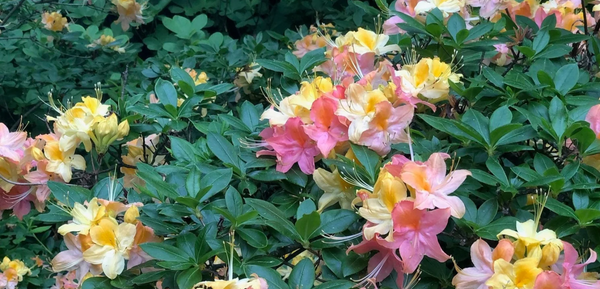 Azalée GARDEN RAINBOW🌈
