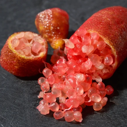 Lime Caviar 'RAINFOREST' greffé