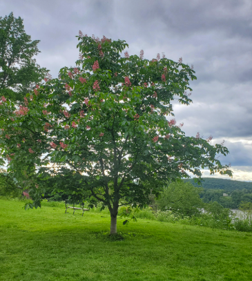 Marronnier rouge - red buckeye