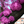Gainier du Canada - Cercis Canadensis (Redbud)