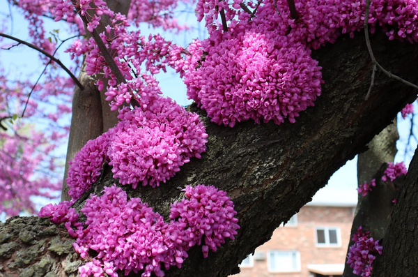 Gainier du Canada - Cercis Canadensis (Redbud)