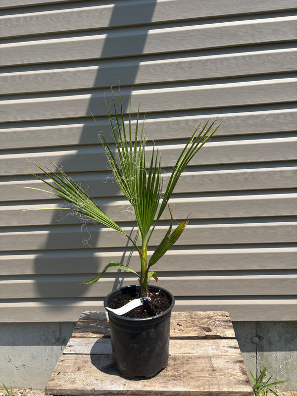 Washingtonia filifera