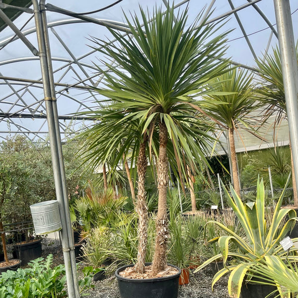 Cordyline australe CABBAGE TREE