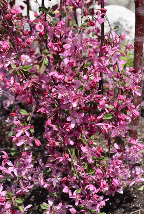 Pommetier décoratif ROYAL BEAUTY