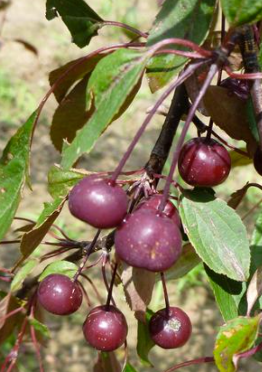 Pommetier décoratif ROYAL BEAUTY