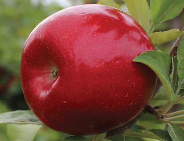 Pommier Royal Red Honeycrisp LARGE SEMI-NAIN (B118)