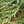 SEQUOIA GÉANT