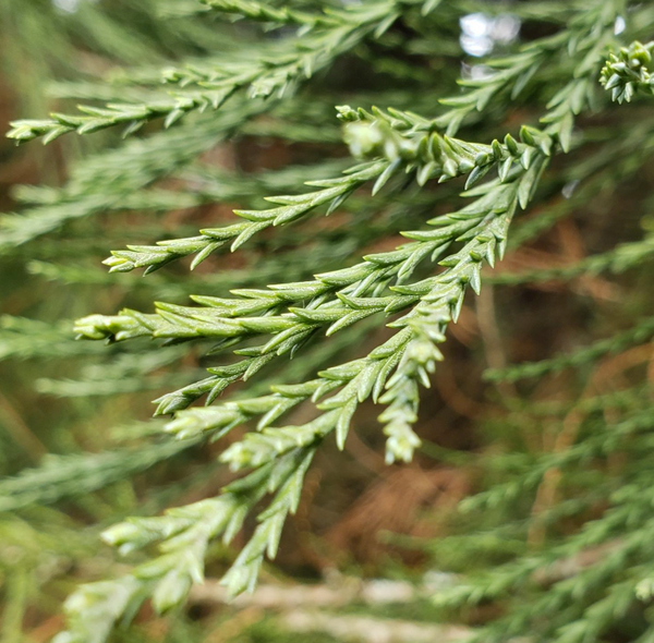 SEQUOIA GÉANT