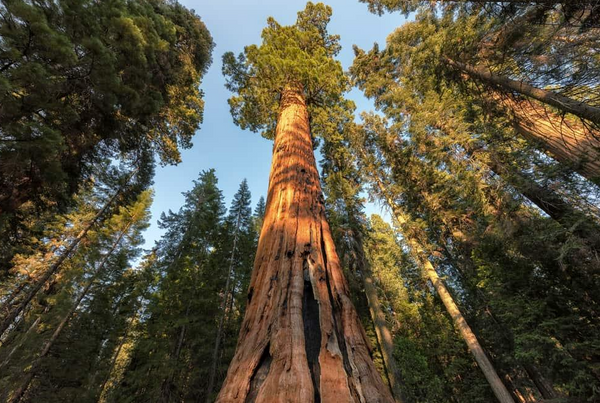SEQUOIA GÉANT