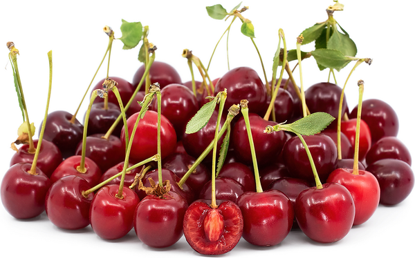 Cerisier griotte MYSTÈRE Prunus ceresa X fruticosa