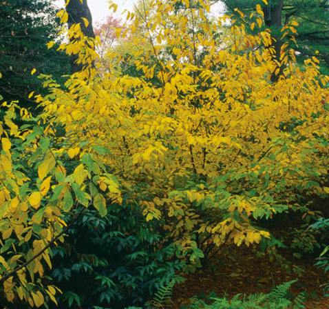 Lindera benzoin - Bois aux épices