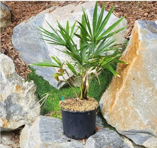 Trachycarpus Fortunei palmier de Chine