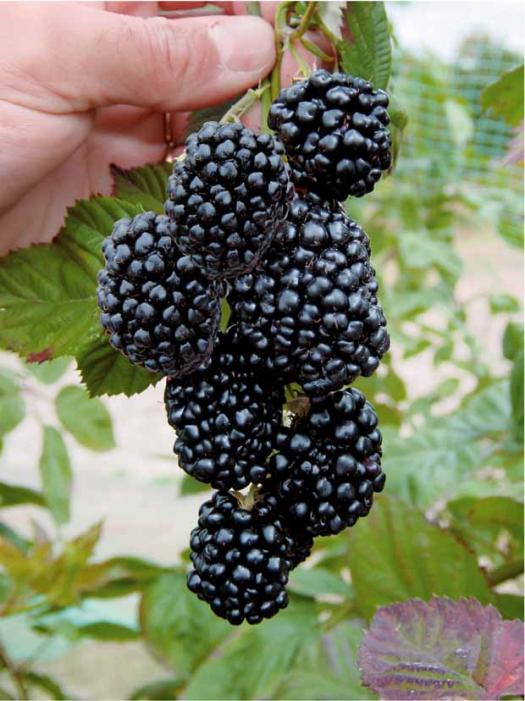 Mûre TRIPLE CROWN Rubus Fruticosus