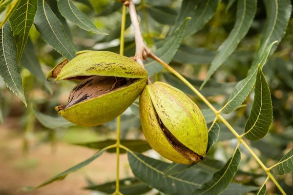 Ultra northern pecan (carya Illinoinensis)