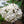 viorne boule de neige parfumée - 'Viburnum X Carlcephalum'