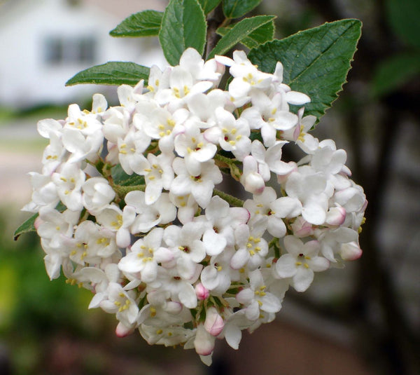 viorne boule de neige parfumée - 'Viburnum X Carlcephalum'