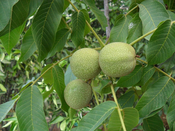 Noyer MANREGION - Juglans