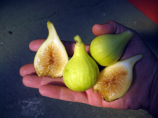 Figuier Yellow Long Neck